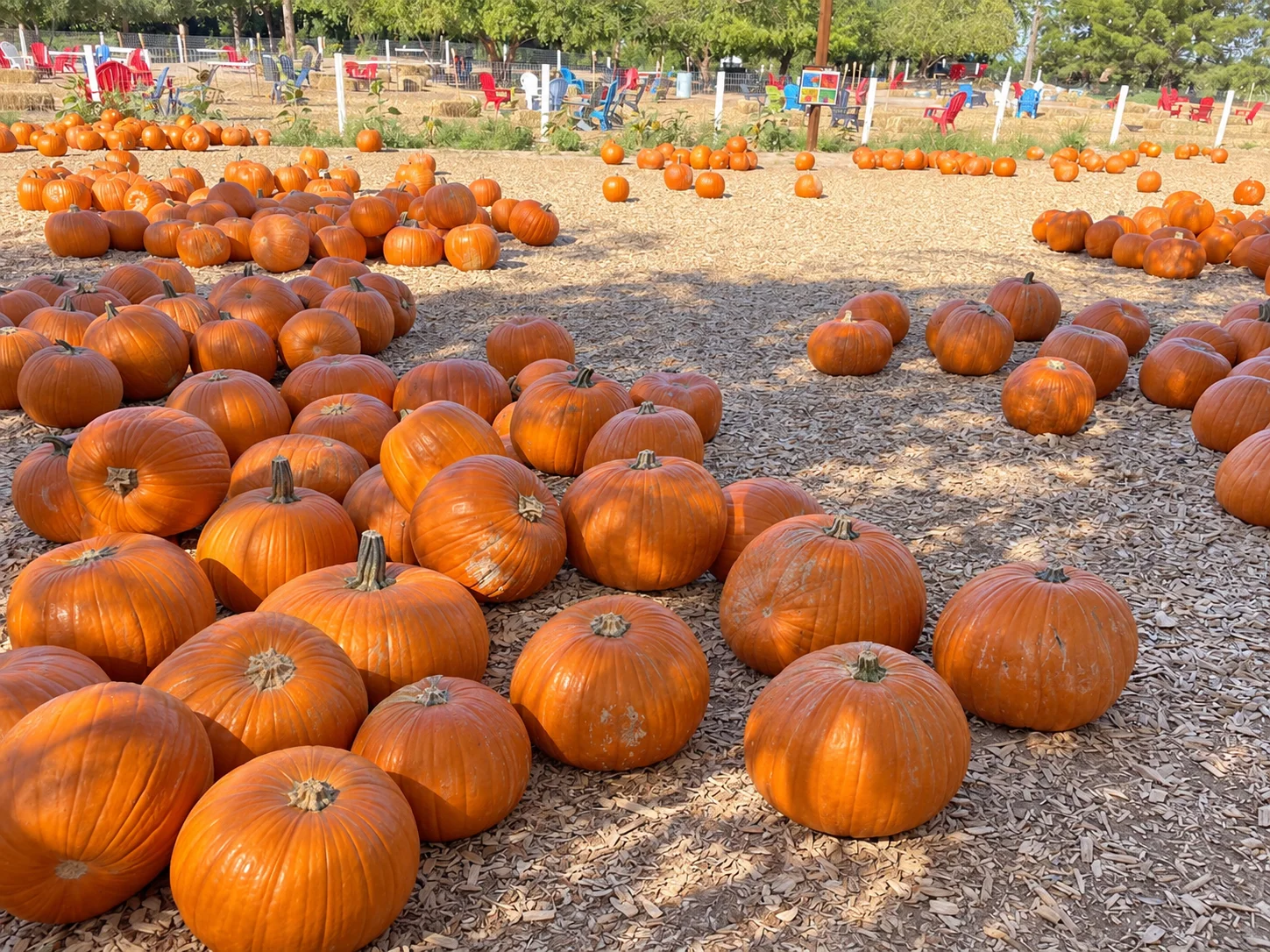Orange pumpkins scattered across wood-chip ground beneath trees, with colorful chairs in the background; photo edited with AI to remove people.