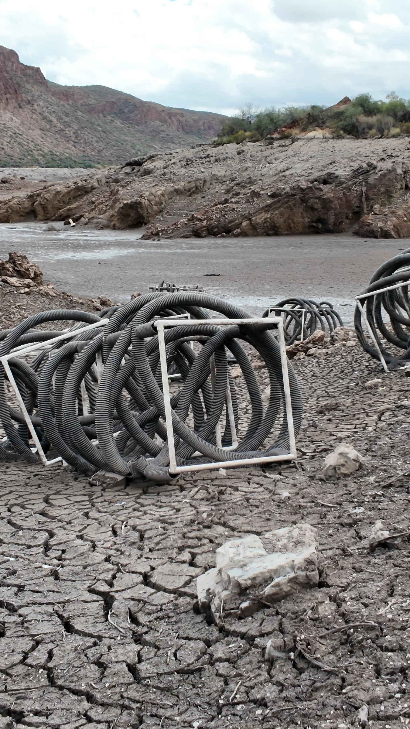 Dark ribbed coils loop through pale rectangular frames on cracked ground at Canyon Lake.